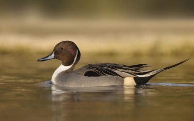 Wissenswertes: Entenvögel