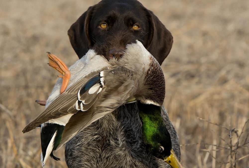 Wir haben die Gehirnstruktur unserer vierbeinigen Jagdbegleiter verändert