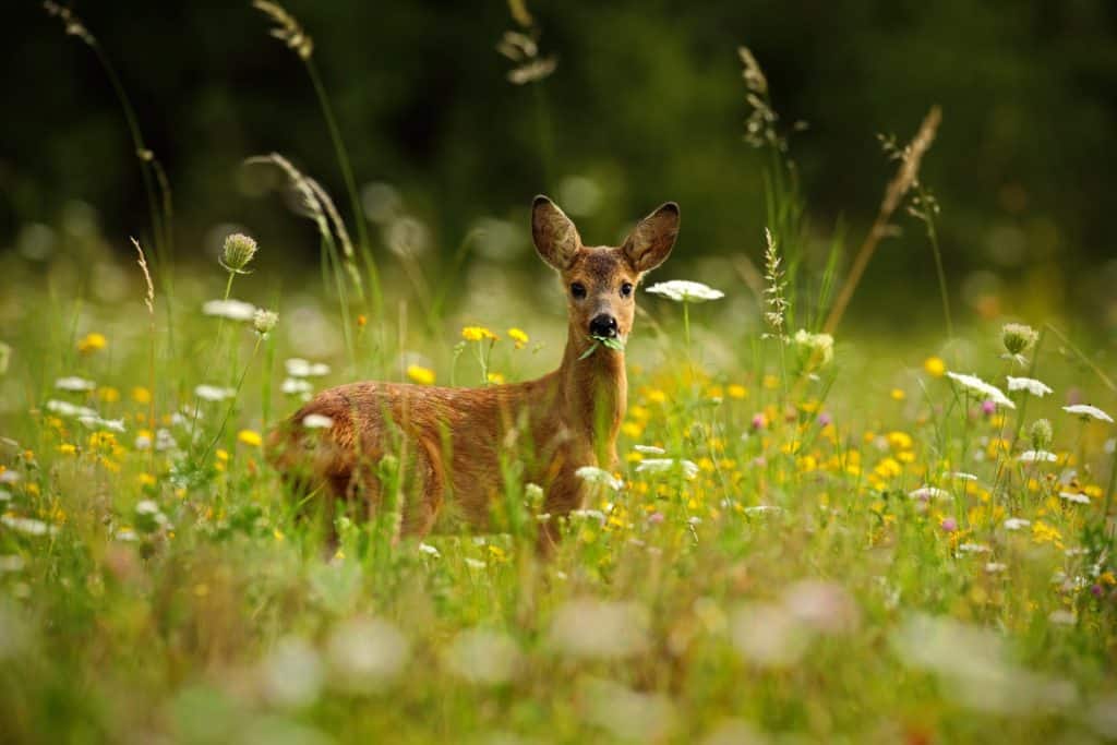 Neugieriges Reh auf einer grünen Wiese