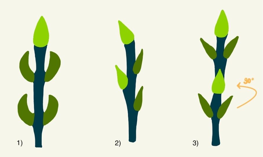 1) Gegenständige Knospen; 2) Wechselständige Knospen; 3) Kreuzgegenständige Knospen