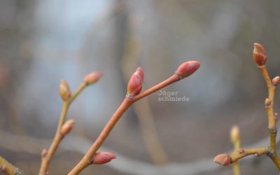 Prüfungsvorbereitung: Bäume anhand ihrer Knospen erkennen