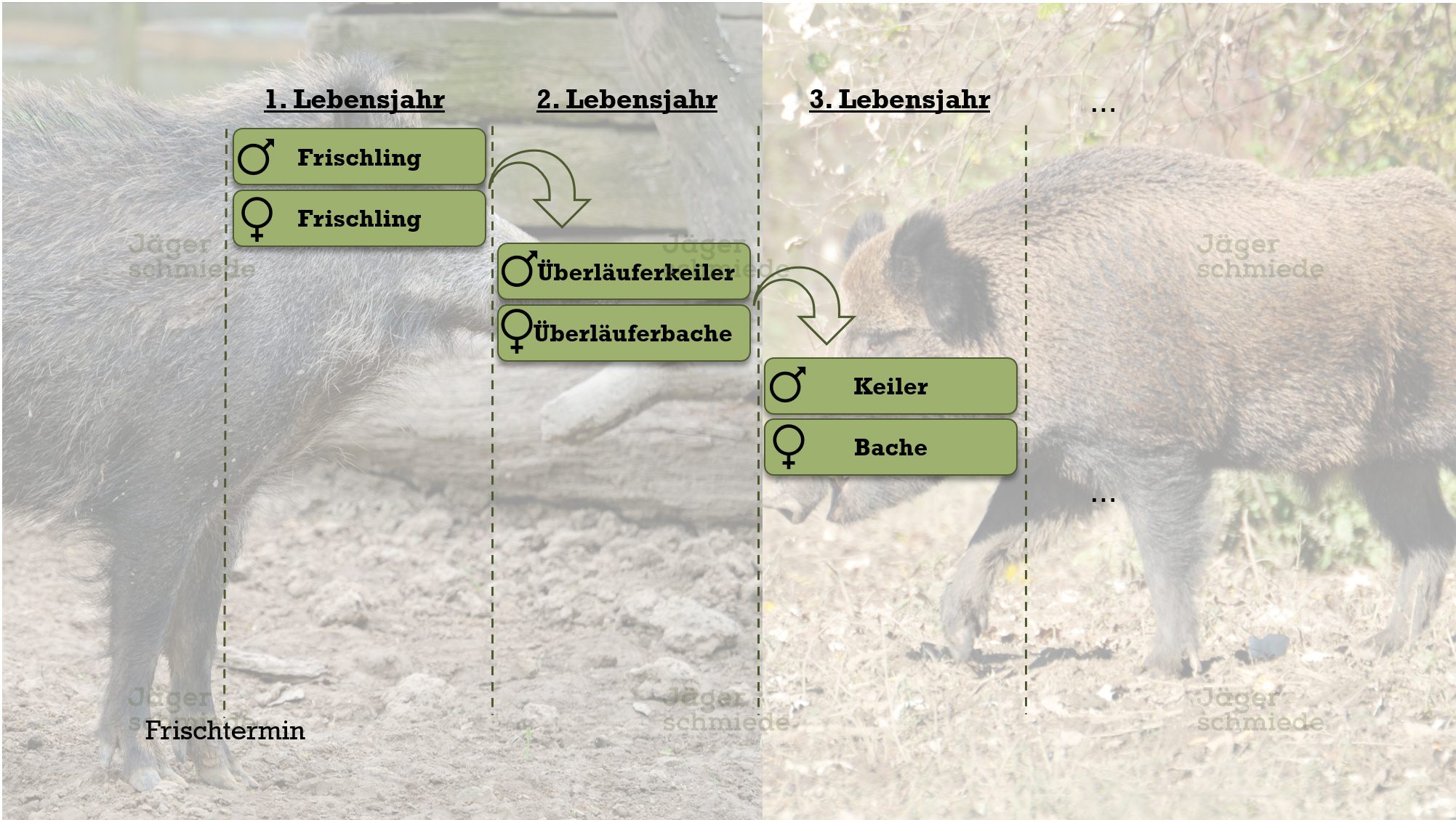 Abbildung: Altersbezeichnung beim Schwarzwild.