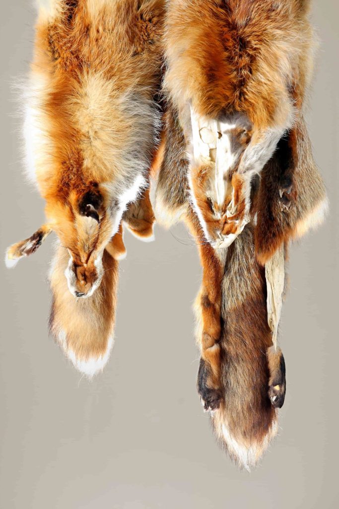 Abbildung: Balg vom Fuchs - Fuchsbalg.
