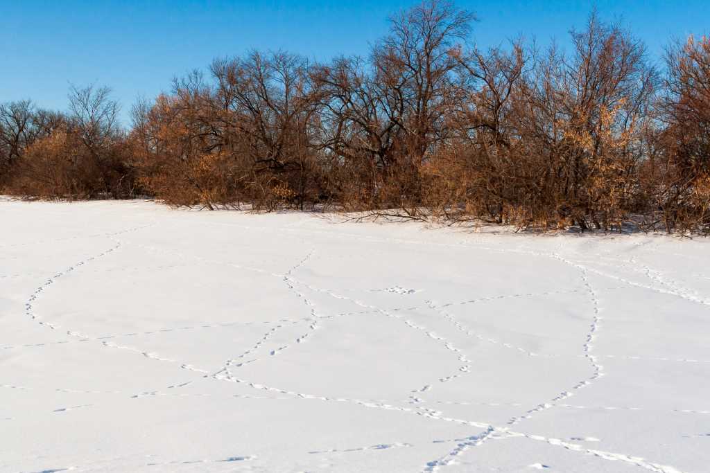 Abbildung: Besonders Schnee bietet sich zum Abfährten an. Hier sehen wir sehr schön, welche Fährten und Spuren in den Einstein hinein- und wieder hinausführen.