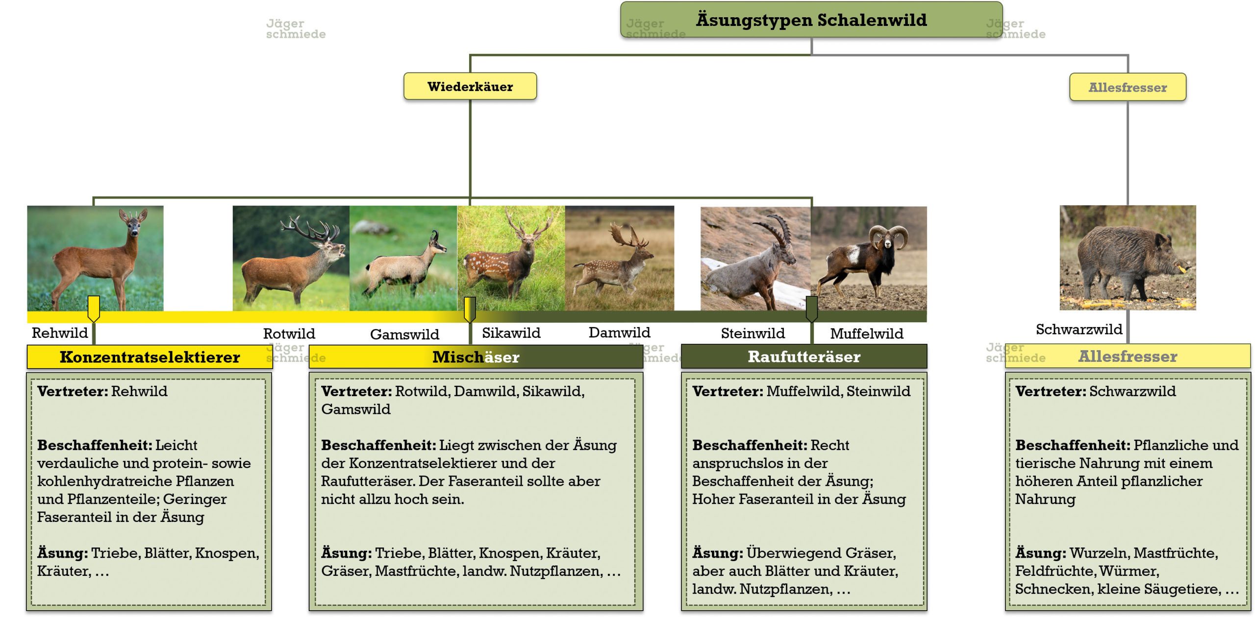 Abbildung: Der Begriff Äsungstypen bezieht sich auf das wiederkäuende Schalenwild, weshalb wir die Allesfresser in der Abbildung ausgegraut haben. Wiederkäuer und Allesfresser stellen daher keine Äsungstypen dar. Äsungstypen sind Konzentratselektierer, Mischäser und Raufutteräser. Wir haben das Schwarzwild als Allesfresser aber aus didaktischen Gründen in diese Übersicht aufgenommen, damit du noch einmal alle Vertreter des Schalenwildes in der Übersicht hast.