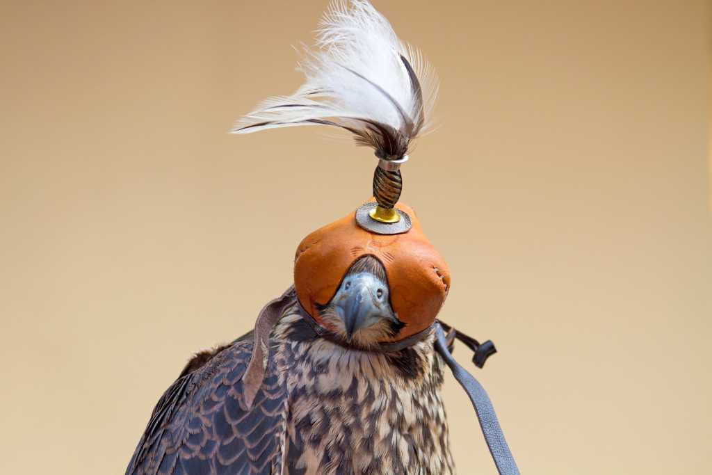 Abbildung: Falke mit Haube.