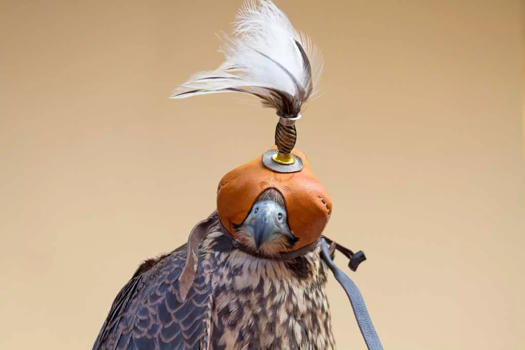 Abbildung: Falke mit Haube.