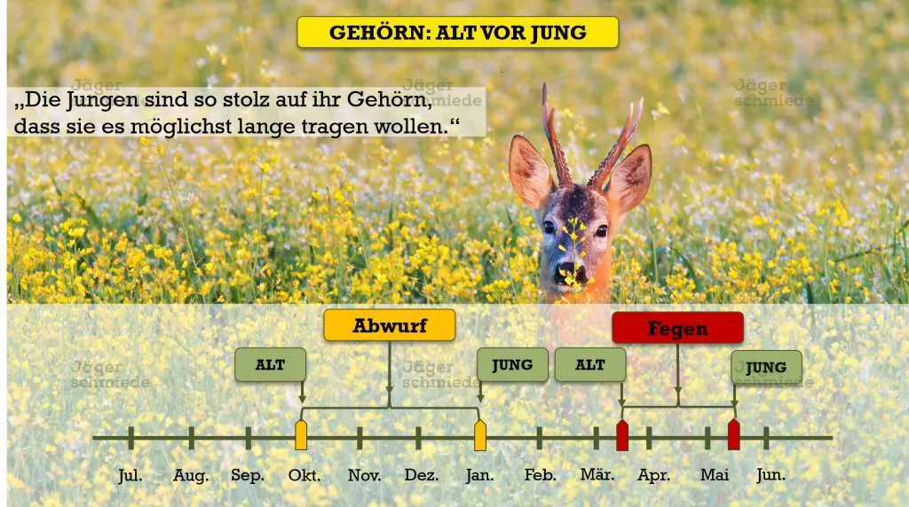 Abbildung: Der Abwurf beim Rehwild erfolgt je nach Alter des Tieres zwischen Oktober und Januar.