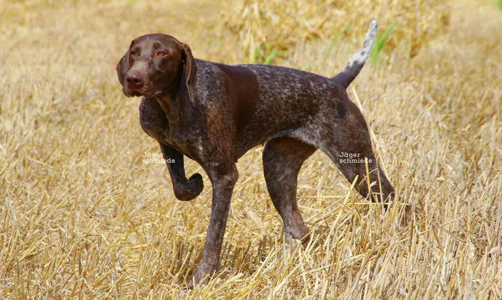 Abbildung: Dieser Vorstehhund hat Wild entdeckt und zeigt dies durch vorstehen an.