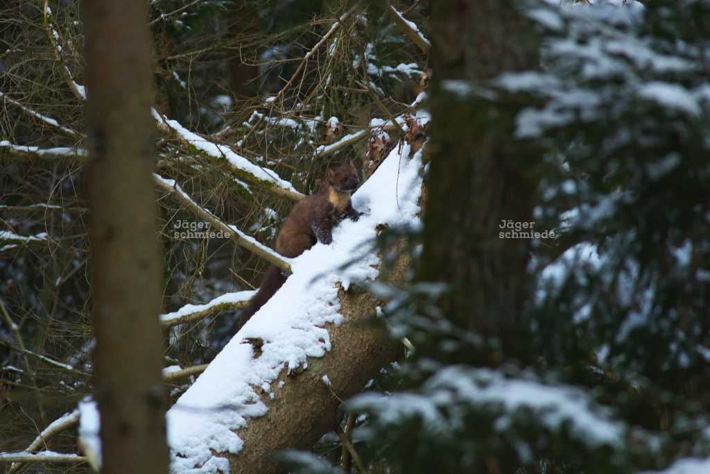 Abbildung: Baummarder im Schnee.