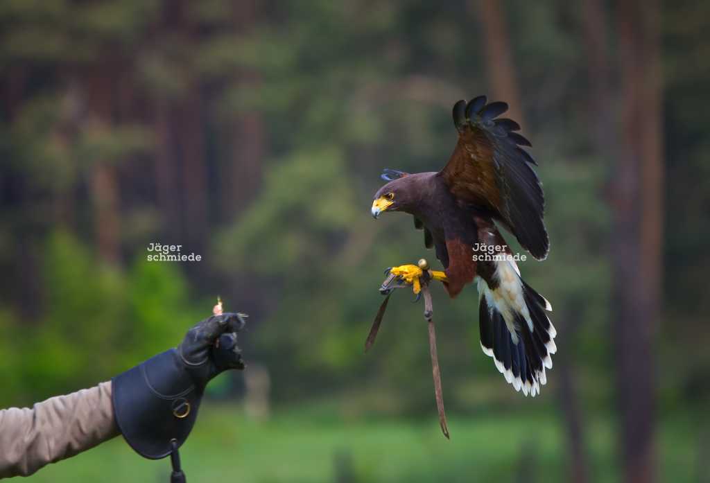 Abbildung: Der Wüstenbussard - auch als Harris Hawk bezeichnet, ist ein häufig eingesetzter Beizvogel.