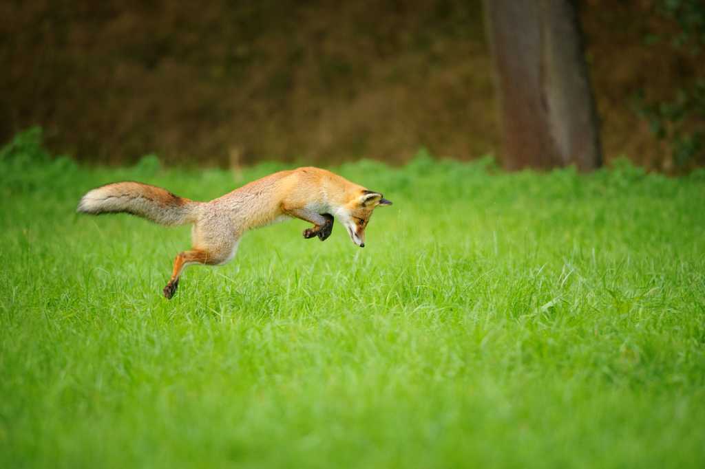 Abbildung: Birkfuchs auf der Jagd.