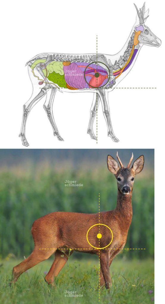 Abbildung: Der Haltepunkt bei einem Blattschuss ist bei einem Stück Schalenwild knapp hinter dem Schultergelenk (ca. eine Handbreite). Diesen Schuss bezeichnen wir auch als Kammerschuss. Als Kammer bezeichnen wir weidmännisch den Brustraum, in dem sich Herz und Lunge befinden. Bei Schalenwild wird der Schuss knapp hinter das Schultergelenk am häufigsten angewendet, weil er zwei Vorteile hat: 1. Er verletzt lebensnotwendige Organe wie Lunge und Herz und 2. er verursacht kaum Wildbretentwertung.