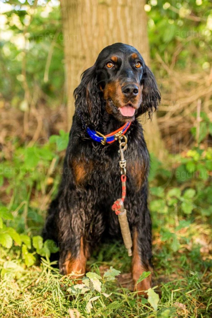 Abbildung: Gordon Setter mit Bringsel an der Halsung.