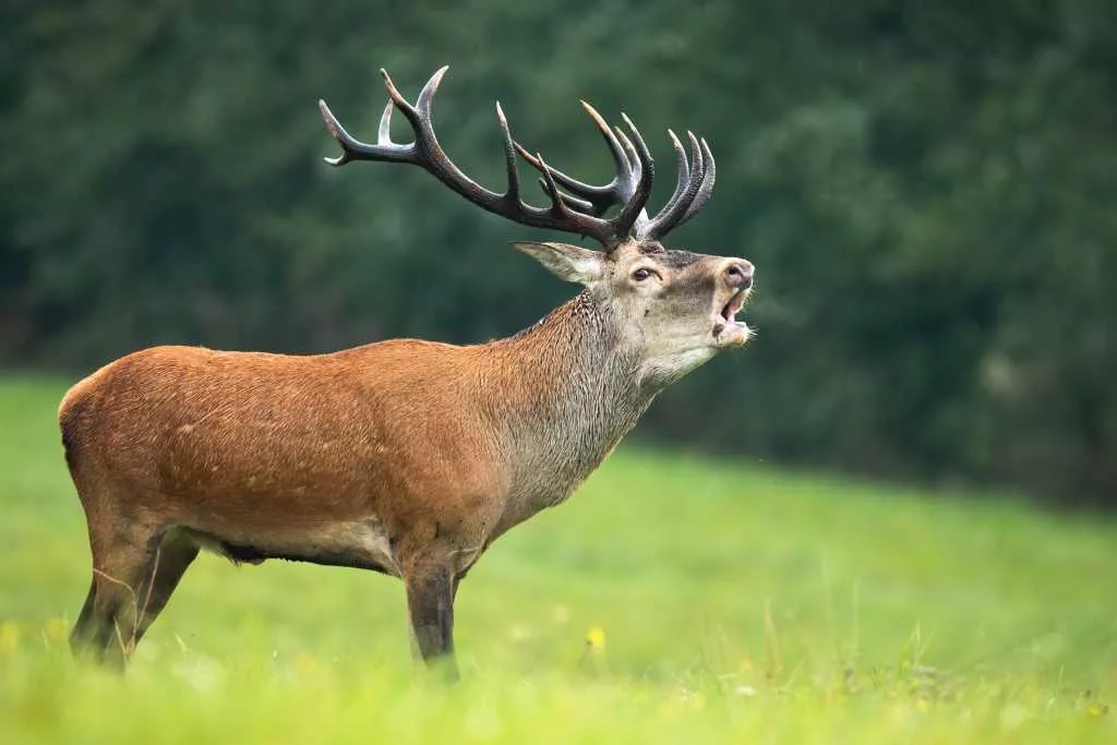 Abbildung: Die Rotwildbrunft gehört in den meisten Hochwildrevieren mit Rotwildbestand zu den Höhepunkten des Jahres. Das Röhren der Hirsche ist dann über große Entfernungen zu hören.