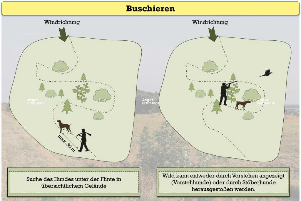 Abbildung: Beim Buschieren arbeitet der Hund unter der Flinte, maximal 30 Meter von dem/der HundefüherIn entfernt.