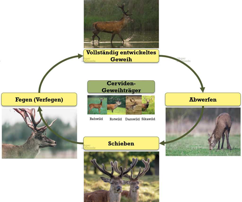 Abbildung: Die Geweihentwicklung ist ein wichtiges Merkmal der Cerviden.