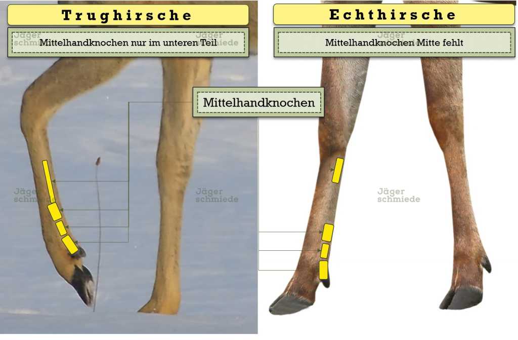 Abbildung: Die Anordnung der Mittelhandknochen unterscheidet sich bei Trug- und Echthirschen. So befinden sich bei den Trughirschen die Mittelhandknochen im unteren Bereich, wohingegen sie bei den Echthirschen oben und unten angeordnet sind mit einer Lücke in der Mitte.