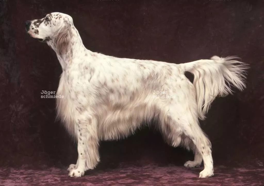 Abbildung: Bei langhaarigen Hunden bezeichnet man die herabhängenden Haare an der Rute als Fahne.