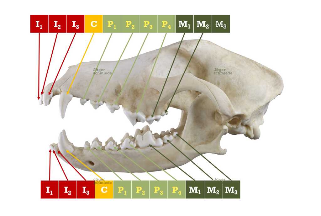 Abbildung: Die Fangzähne (Caninus) befinden sich im Ober- und Unterkiefer.