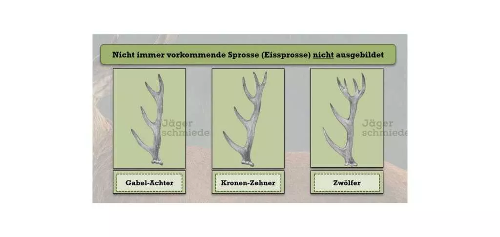 Abbildung: Links zu sehen: Ein Gabel-Achter. Gut erkennbar ist, dass das Ende der Stange nur geteilt ist und keine Krone ausgebildet ist.