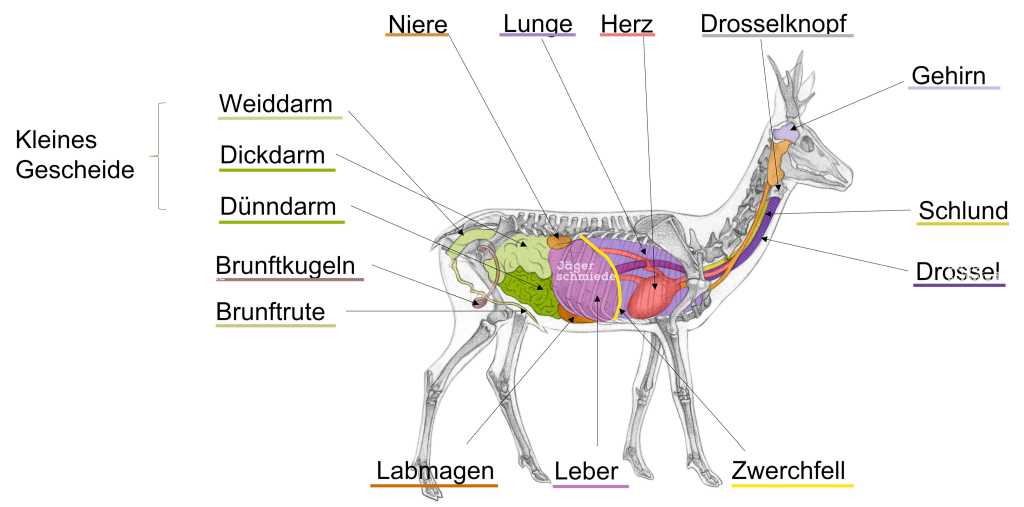 Abbildung: Anatomie der inneren Organe des Rehbocks.
