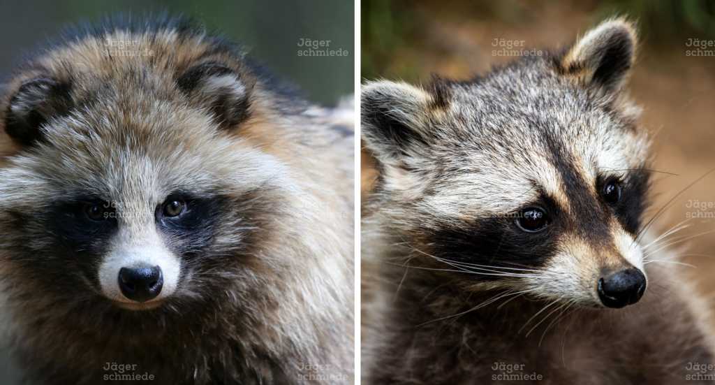 Abbildung: Marderhund (links) und Waschbär (rechts) gehören beide zur Ordnung der Raubtiere.