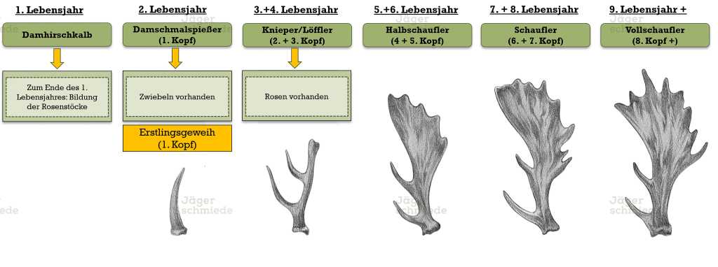 Abbildung: Geweihbezeichnung bei Damwild.