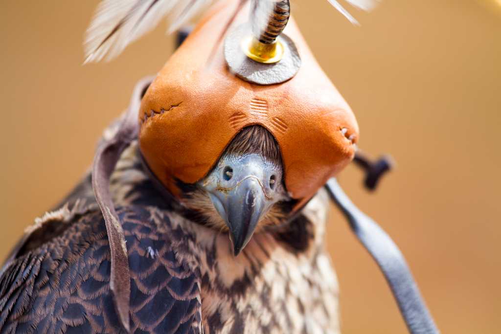 Abbildung: Beizvogel mit Haube.