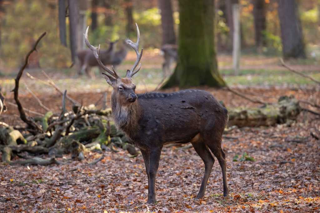 Abbildung: Sikahirsch.