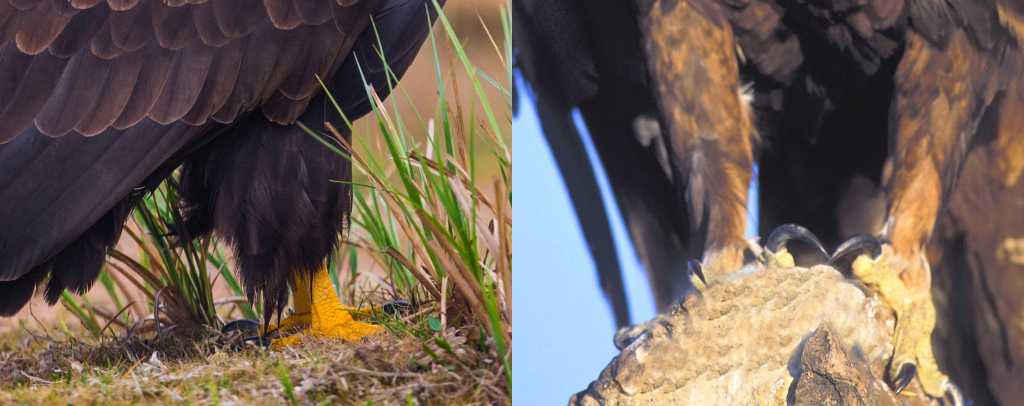 Abbildung: An der Form der Hosen kann man den Seeadler vom Steinadler unterschieden.  Links die Ständer eines Seeadlers (hochgekrempelte Hosen), rechts die Ständer eines Steinadlers (lange Hosen).