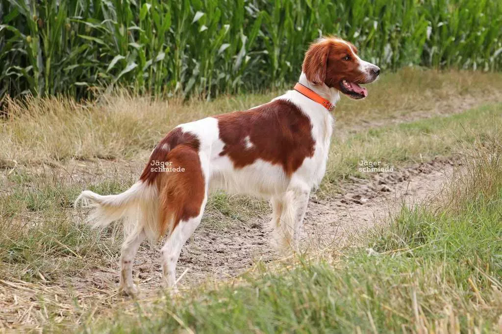 Abbildung: Dieser Irish Red and Withe Setter verfügt über die sogenannten Hosen.