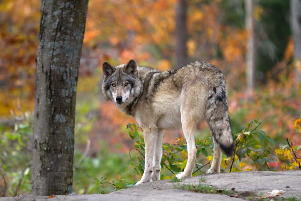 Abbildung: Der Wolf ist der größte in Deutschland vorkommende Vertreter des Raubwildes.