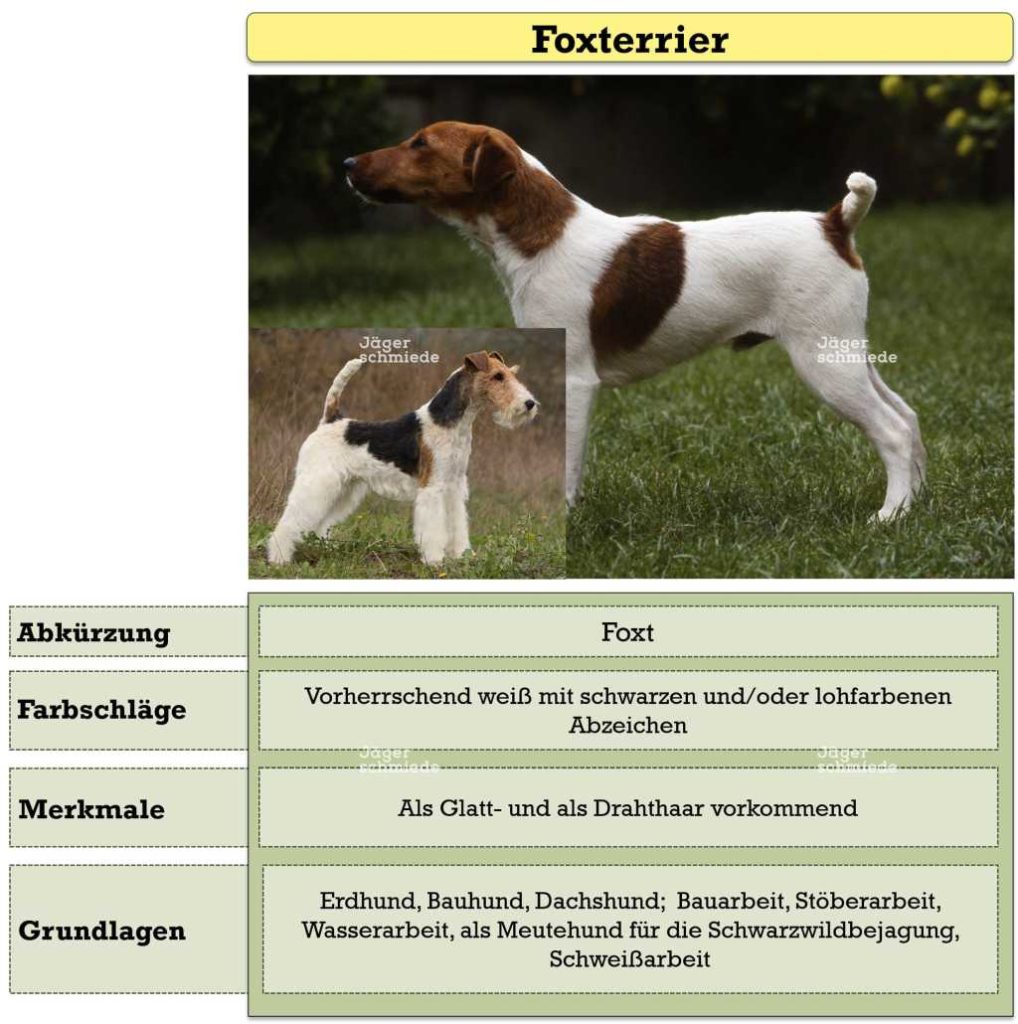 Abbildung: Der Foxterrier ist ein typischer Vertreter von Kippohren. Zu erkennen an den fast aufgestellten Ohren, bei denen erst das obere Drittel nach vorne fällt.