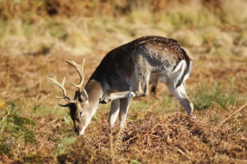 Knieper | Jägerschmiede
