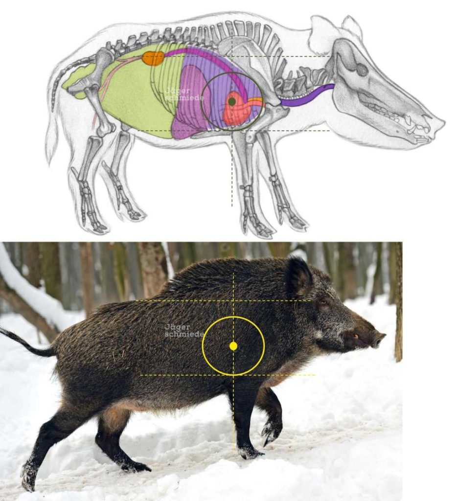 Abbildung: Schwarzwild verfügt über einen hohen Kamm und lange Dornfortsätze im vorderen Brustbereich. Eine hohe Treffpunktlage kann hier schnell zu einem Krellschuss führen.