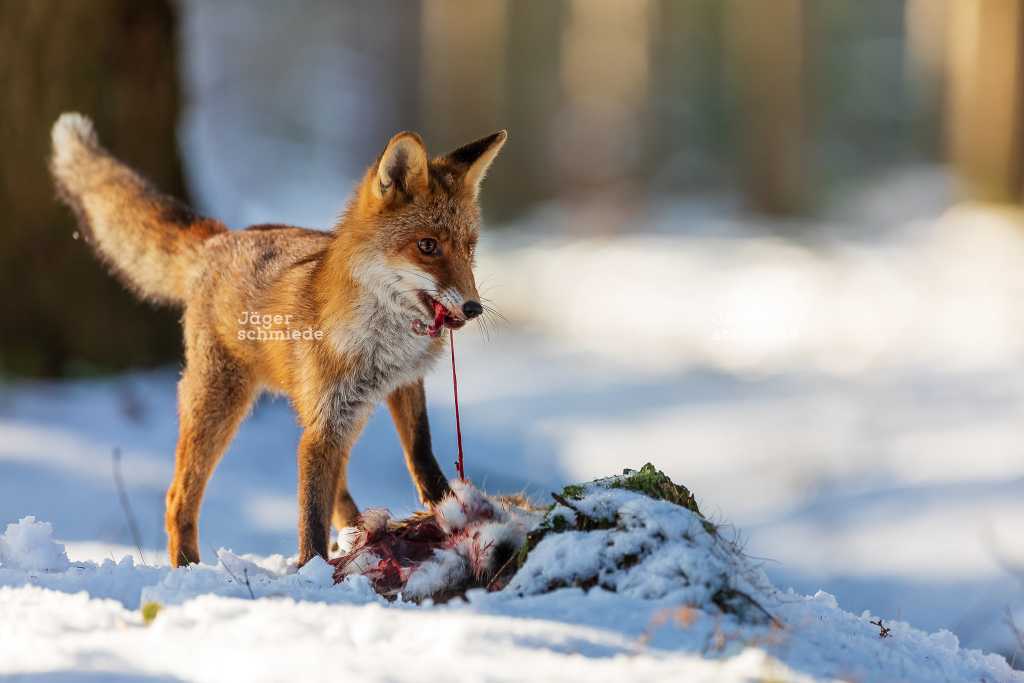 Abbildung: Fuchs am Luderplatz.