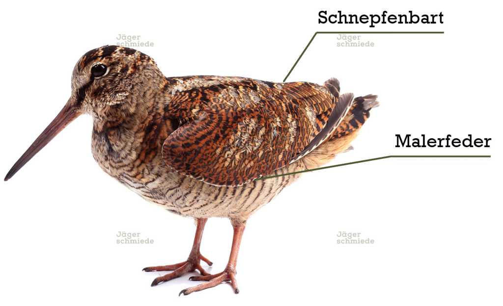 Abbildung: Die Malerfeder ist eine begehrte Jagdtrophäe, die unmittelbar vor der ersten Handschwinge sitzt. Sie besitzt eine Länge von gerade einmal 2,5 cm.