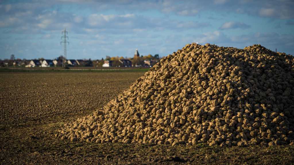 Abbildung: Die Zuckerrüben verbleiben nach der Ernte bis zum Weitertransport zur Zuckerfabrik auf dem Feld in sogenannten Mieten.