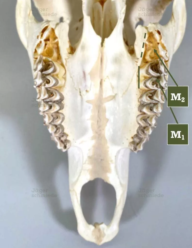 Abbildung: Oberkiefer von einem Stück Damwild. Zu sehen ist, dass der M1 bereits vollständig geschoben ist. Außerdem ist zu sehen, dass der M2 schon relativ weit durchgebrochen ist. Demzufolge handelt es sich hier um ein Damschmaltier bzw. um einen Damschmalspießer, (Damwild im 2. Lebensjahr), da der M2 erst mit 12-13 Monaten geschoben wird. Wir können ausschließen, dass es sich um ein älteres Stück handelt, da wir sonst bereits den M3 sehen würden, wie er geschoben wird.