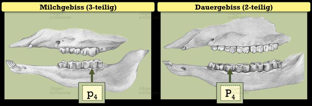 Abbildung: Im Milchgebiss des Rotwildes ist der P4 dreiteilig. Im Dauergebiss dagegen zweiteilig.