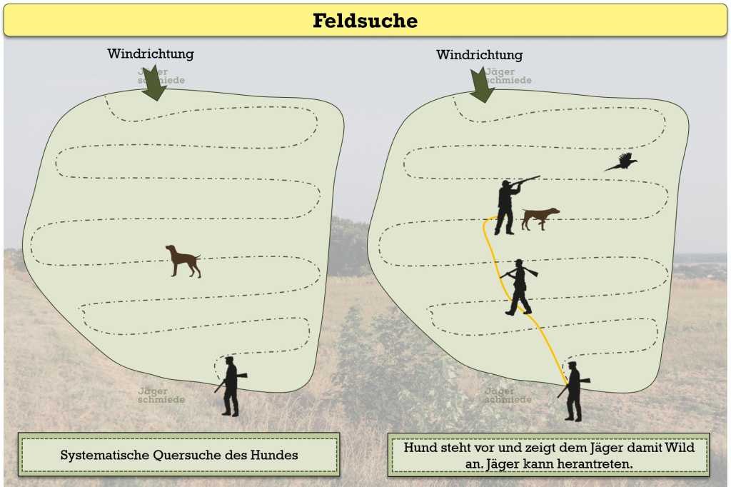 Abbildung: Das Prinzip der Feldsuche. Der Hund sucht eigenständig (links). Wenn der Hund Wild vernimmt, steht er vor. Das zeigt dem Jäger an, dass er nun an den Hund herantreten kann (rechts).