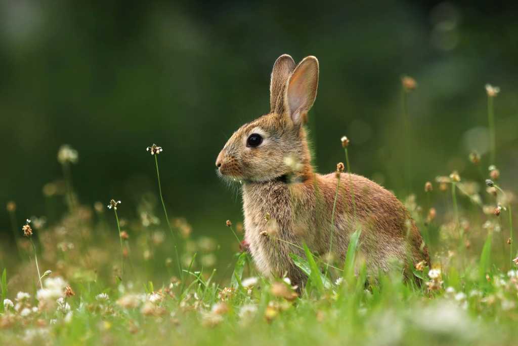 Abbildung: Im Gegensatz zum Feldhasen, hat das Wildkaninchen kleine, rundere Ohren.