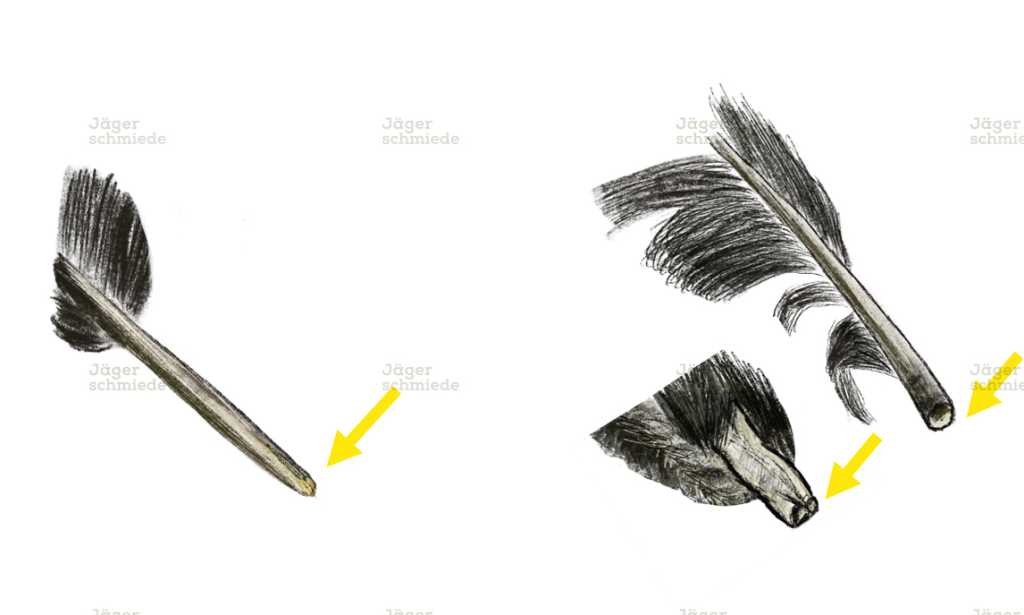 Abbildung: Links eine typische Rupfung, die Federkiele sind unbeschädigt. Rechts (zwei Bilder) ein typischer Riss, die Federkiele wirken zerkaut und sehen beschädigt aus.