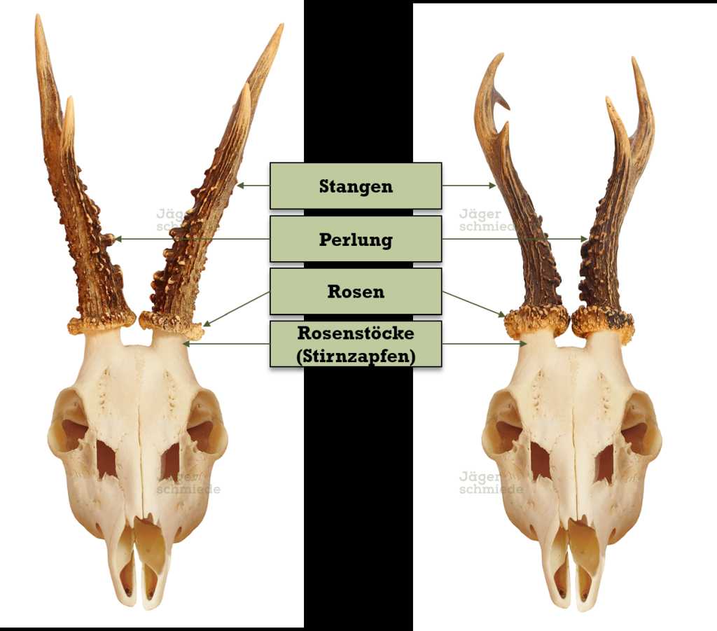 Abbildung: Begriffe eines Rehbockgehörns.