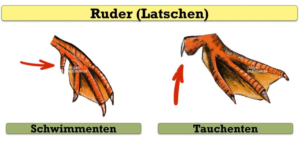 Abbildung: Die Ruder von Schwimm- und Tauchenten unterscheiden sich. Tauchenten haben an der hinteren Zehe einen Schwimmlappen und die drei vorderen Zehen sind ungefähr gleich lang. Schwimmenten haben diesen Schwimmlappen nicht und die mittlere Zehe ist länger als die äußeren Zehen.