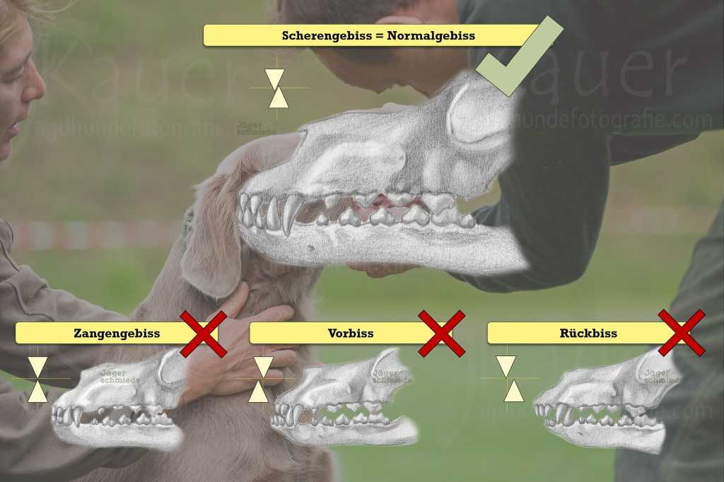 Abbildung: Gebissformen beim Hund. Für die Zuchtzulassung muss der Hund ein Scherengebiss vorweisen.