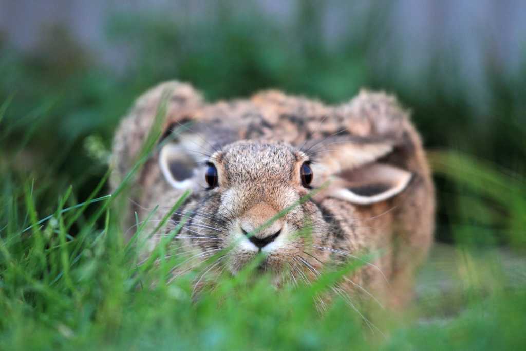 Abbildung: Flach am Boden, in der Sasse, verharrt der Hase, bis die Gefahr vorüber ist.