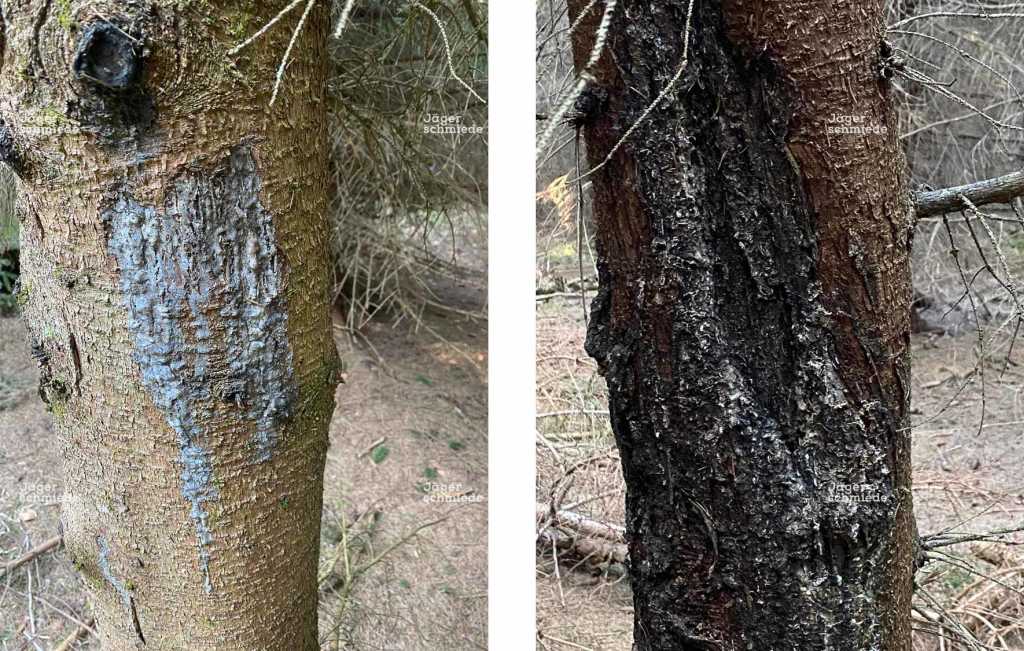 Abbildung: Schälschäden an jungen Bäumen können den Baum erheblich schwächen und noch Jahre später zu Wachstumseinbußen und Qualitätsminderung führen.