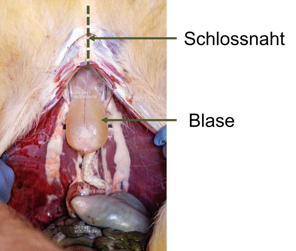 Abbildung: Bei dem Öffnen der Schlossnaht ist darauf zu achten, dass die Blase nicht verletzt wird.